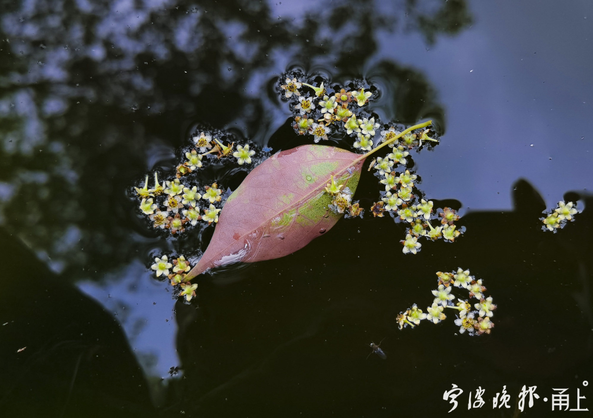 香樟树花期图片