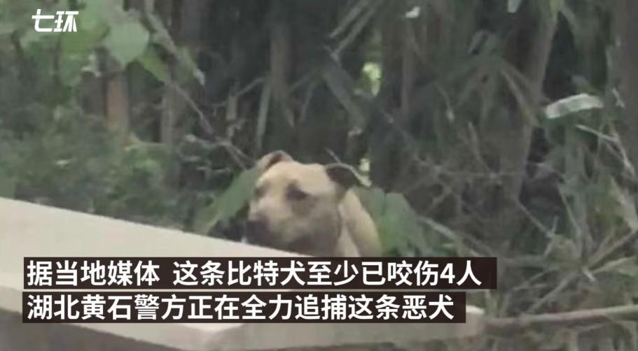 比特犬游荡咬伤数人 一人被自家卡斯罗犬救下