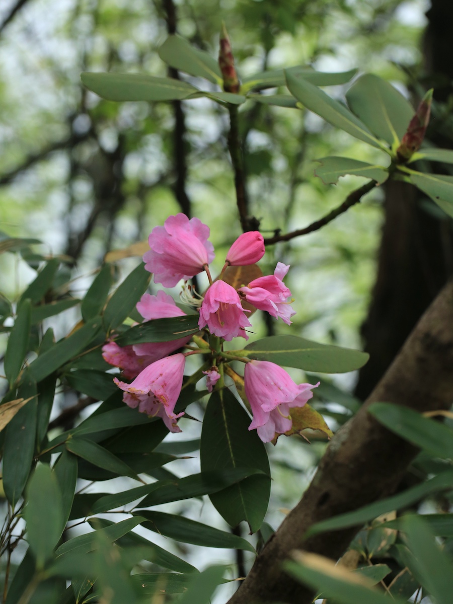 阔柄杜鹃，金佛山独有种，花朵硕大。