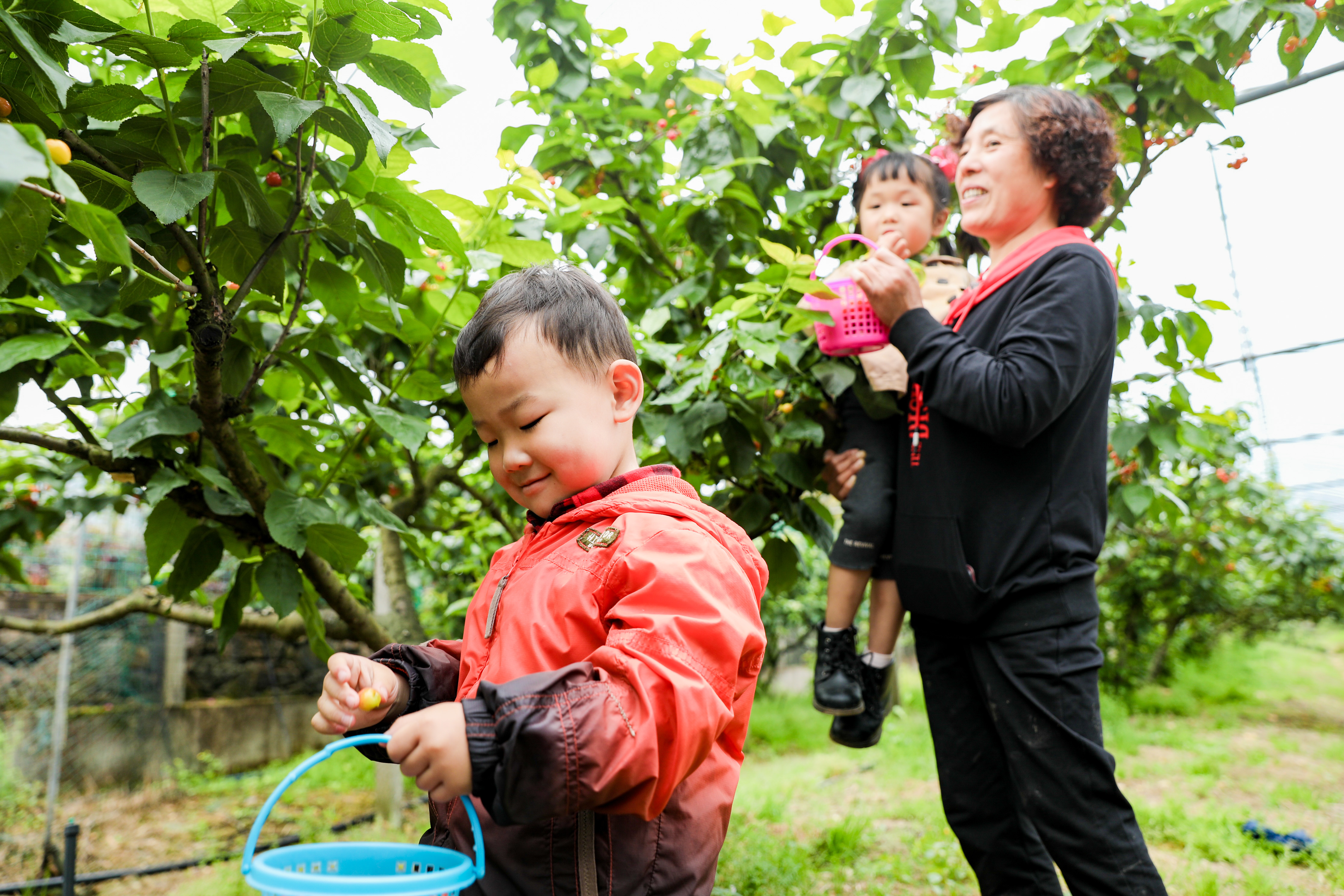 “樱红四月·献礼百年”鄞州区横溪镇第九届樱桃节开幕