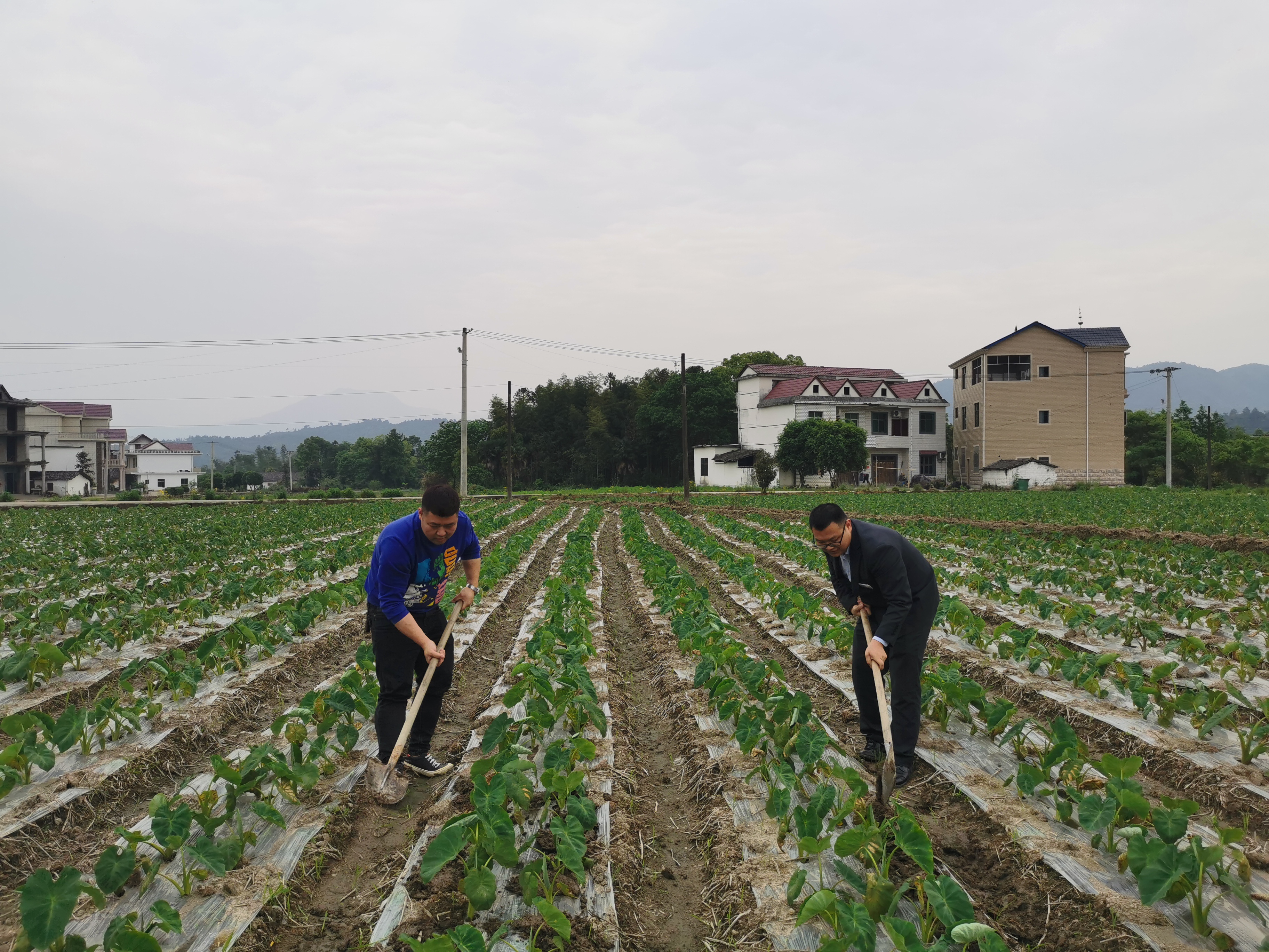 农行客户经理帮助90后创业小伙细心栽培红芽芋