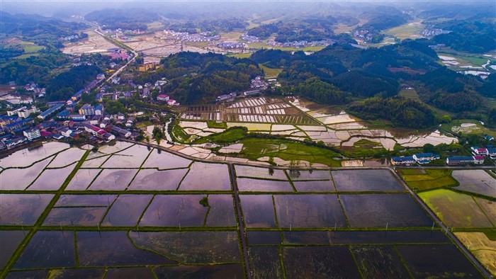 九龙山乡碧空映照的芡实草药园.