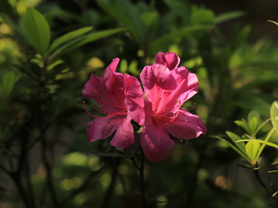 阳光洒落到花朵上，锦绣杜鹃变得神采飞扬起来。