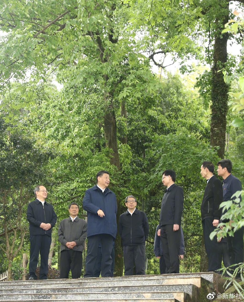 站在一棵800年古树下，习近平说了一段意味深长的话