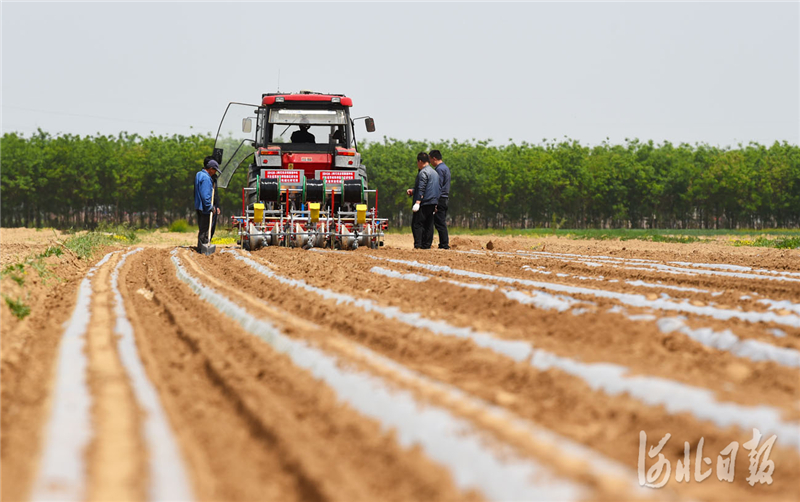 2021年4月27日,在河北省南宫市棉花原种场,农民采用棉花机械化起垄