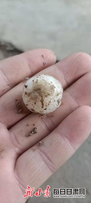 5月2日，天水市清水县郭川镇田川村村民展示冰雹。田云飞 摄