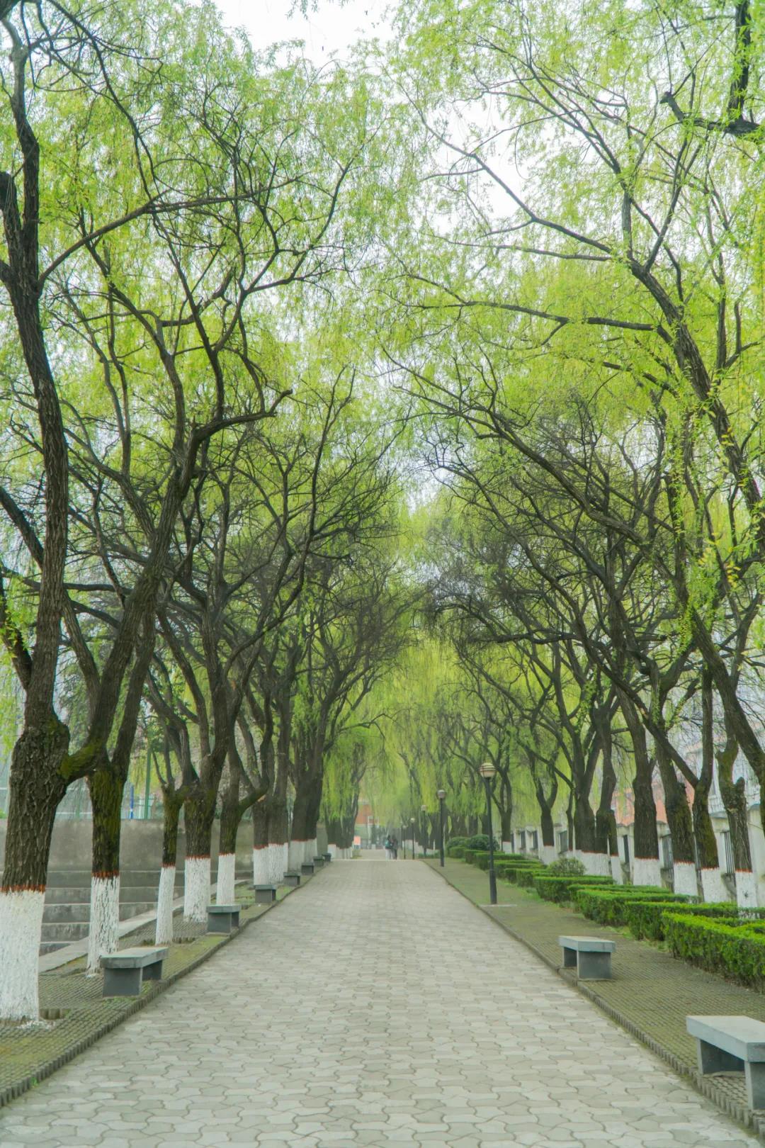 西安翻译学院我在学校过五一享受没有喧嚣的景区