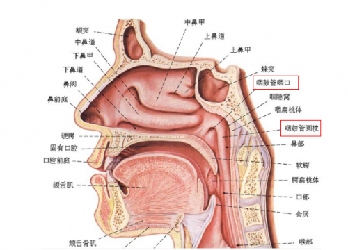 咽鼓管与鼻子连接图图片