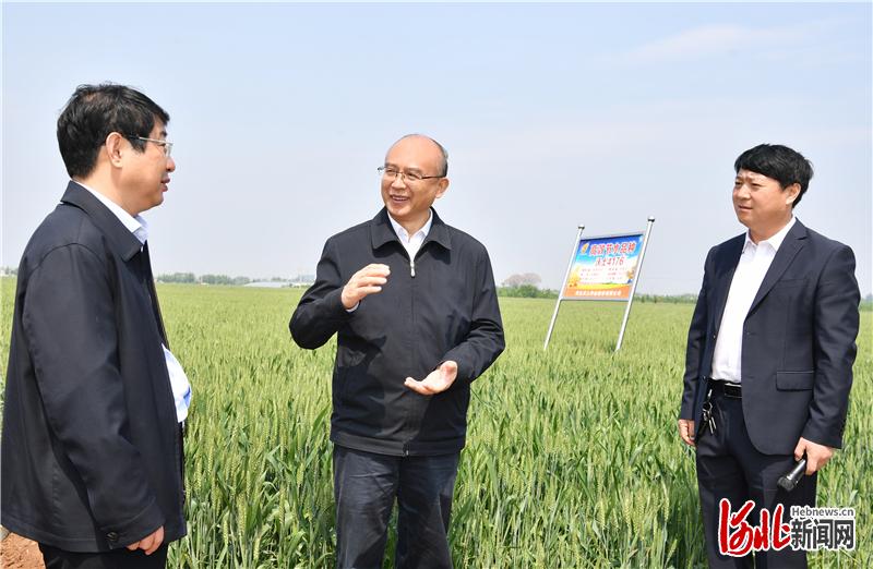 5月3日，省长许勤在邯郸市调研检查。这是许勤到肥乡区沃土种业小麦节水示范方，详细了解小麦新品种节水成效。河北日报记者孟宇光摄