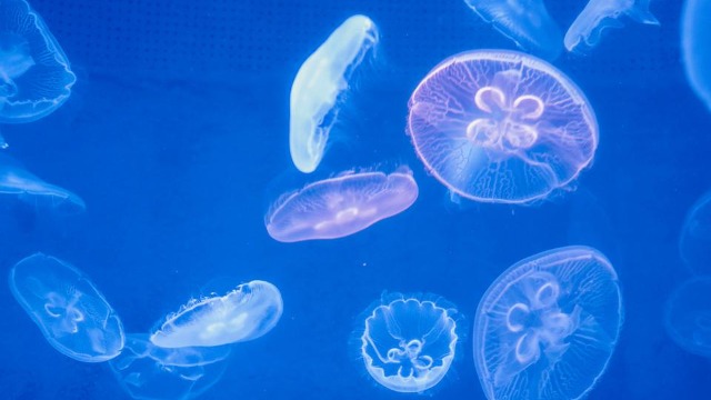 浮游生物虽小但其作用不可小觑，海洋中所有的动物都要依赖它