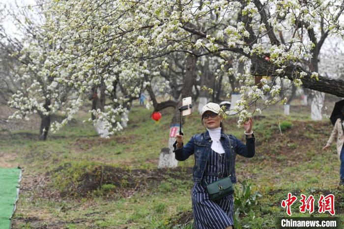 百年梨园中的梨花竞相绽放，吸引市民前来观赏。　张瑶 摄