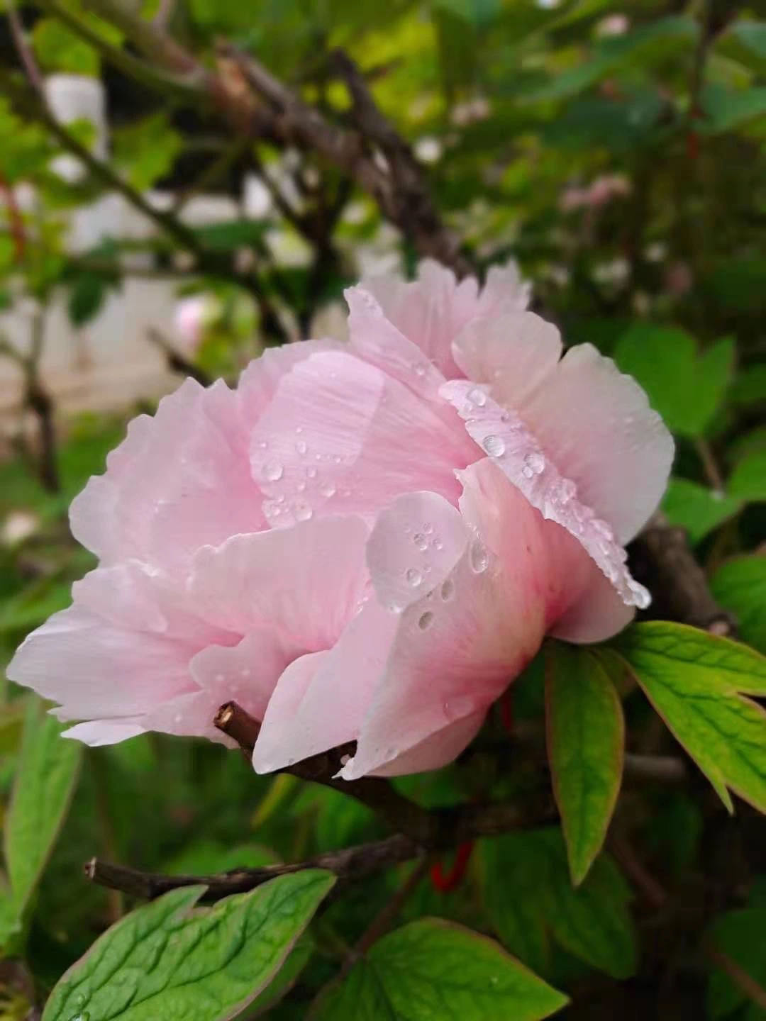 来山西古县 共赴一场牡丹之约