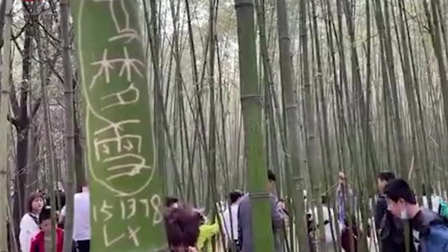 少林寺竹林被上百游客刻字 数十人争相攀爬扭断幼竹