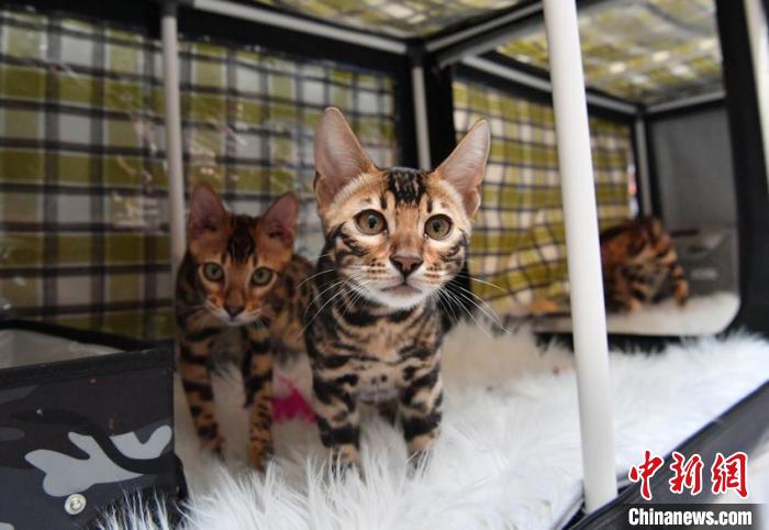一场名猫大赛在长春市举行，吸引来自中国多地的猫咪主人携宠物参赛。　张瑶 摄