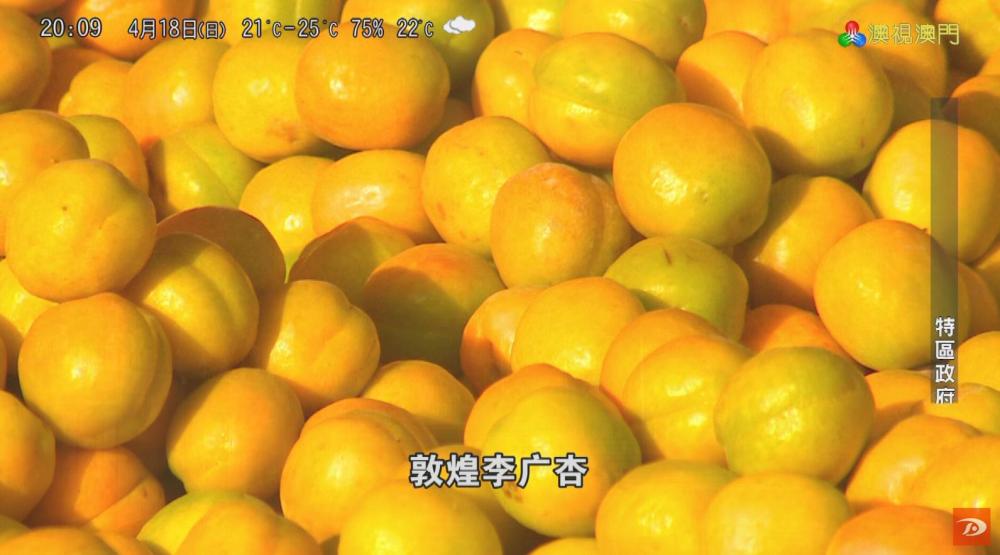 敦煌李广杏纪录片澳门热播 引众赏“丝路味道”