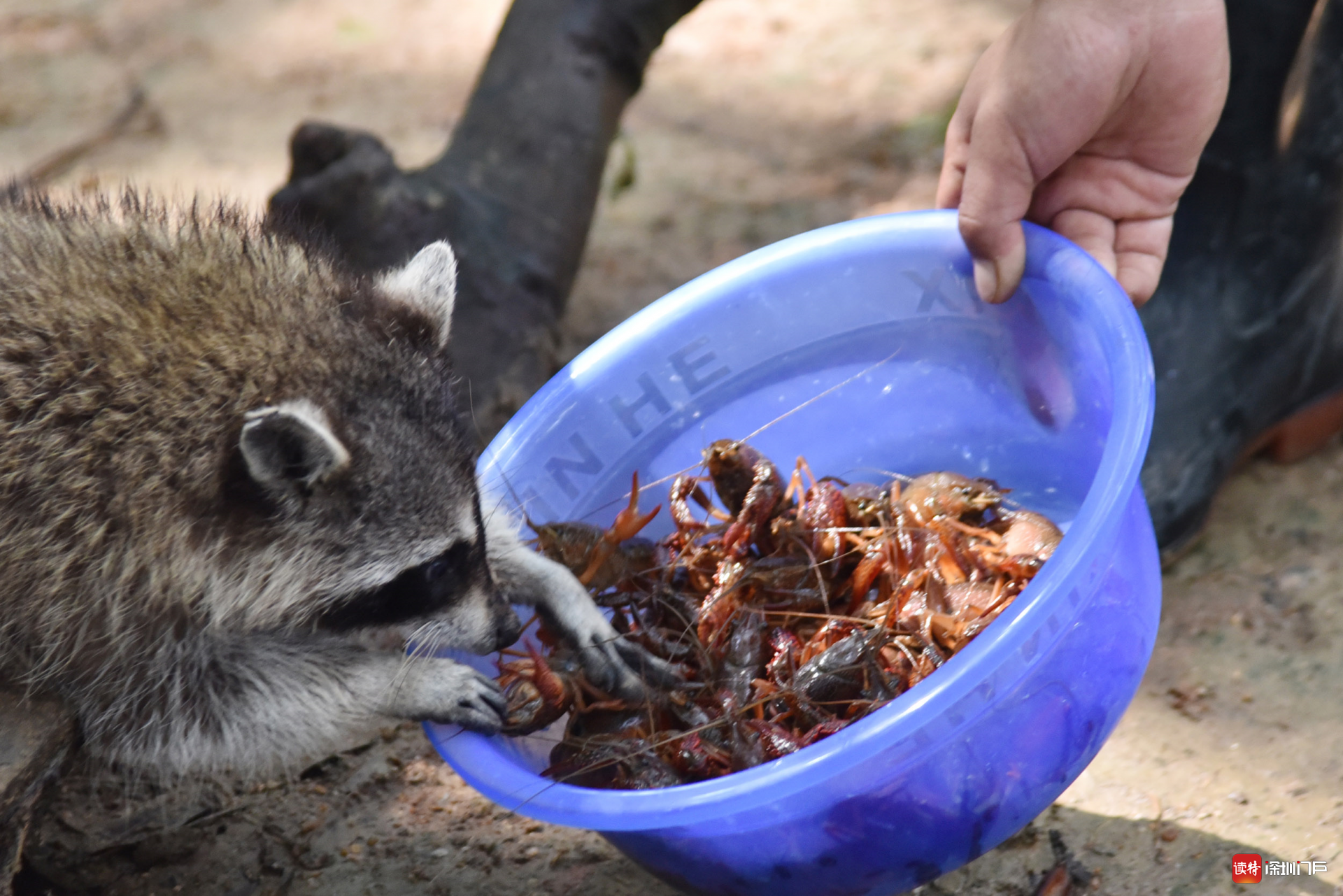 立夏深圳野生动物园浣熊尝鲜小龙虾