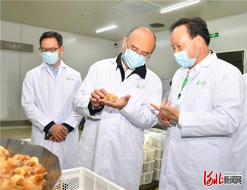 5月3日，省长许勤在邯郸市调研检查。这是许勤来到邯郸经济技术开发区的华裕农业科技有限公司国际家禽孵化中心，了解生产研发情况。河北日报记者孟宇光摄