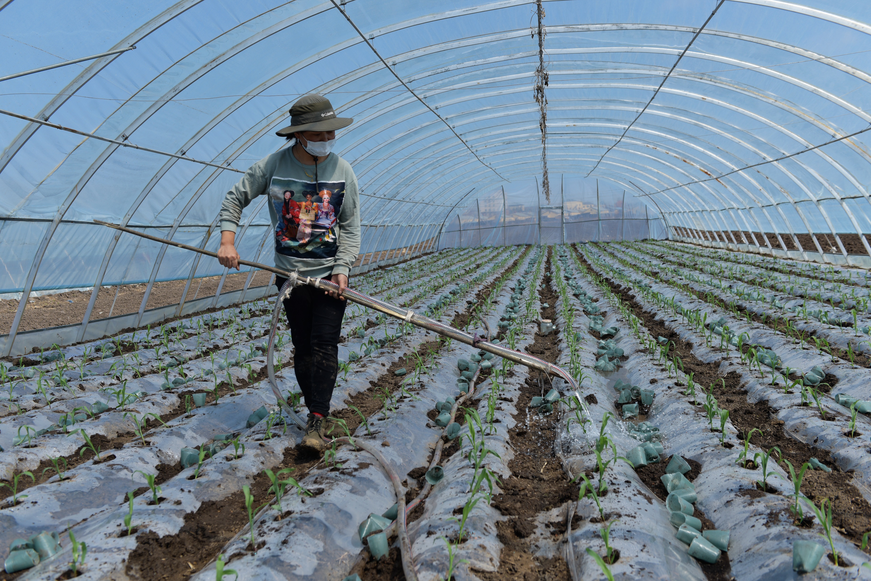 村民在村集体大棚内为刚栽植的黏苞米苗浇水