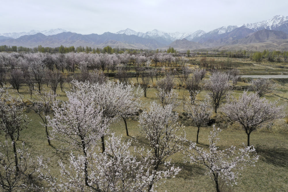 5月4日在甘肃省张掖市高台县新坝镇拍摄的杏花（无人机照片）