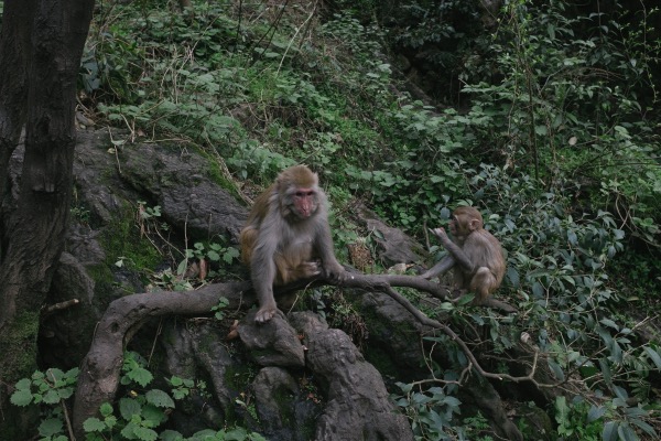 黔灵山以猴子闻名，是中国著名的生态景观，处于半野生状态的猕猴，很难被完全统计到。