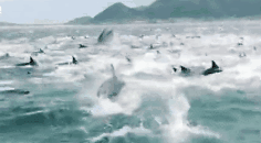实拍：数百只海豚围捕鱼群 座头鲸加入其中