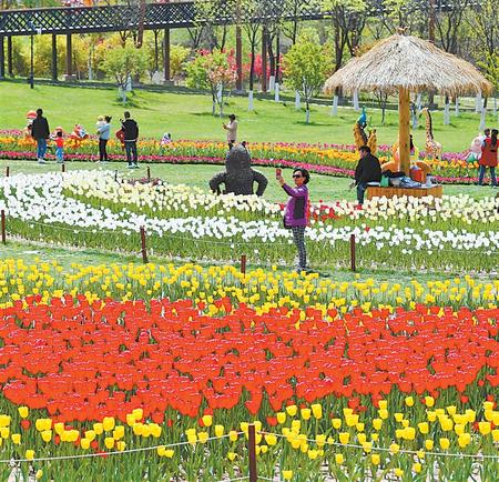 近日，天水市麦积区第五届郁金香大型花卉展在马跑泉公园开幕，吸引众多游客前来赏花游园。 新甘肃&middot;甘肃日报通讯员 周文涛