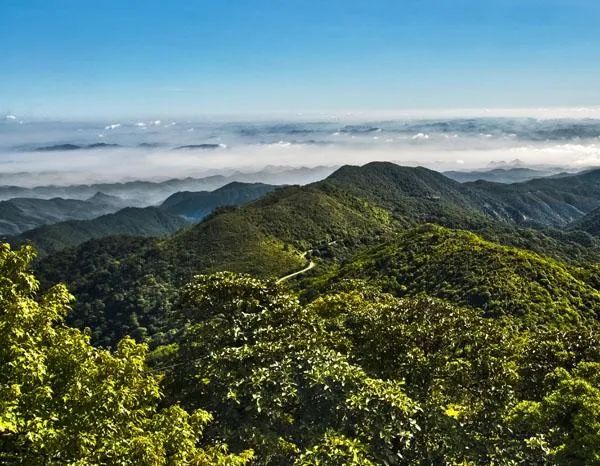 ▲文山老君山，被誉为滇东南地区唯一一块亚热带“植物宝库”，神秘异常。 图源 /网络