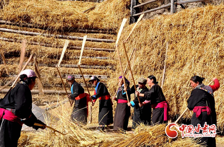 收割、打碾青稞