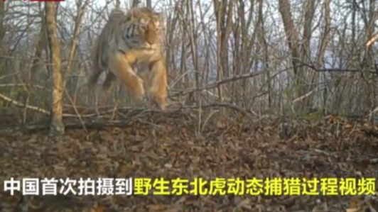 中国罕见拍到野生东北虎动态捕猎过程视频