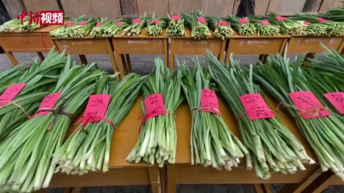 广西侗乡举办韭菜文化节