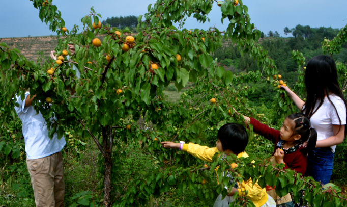 丹江大观苑的山杏熟了甜度爆表快来摘杏啦