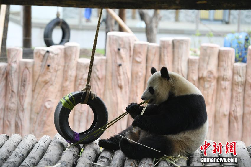 长春大熊猫开启“度假”模式
