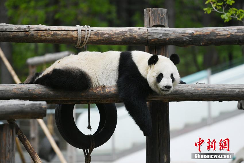 长春大熊猫开启“度假”模式