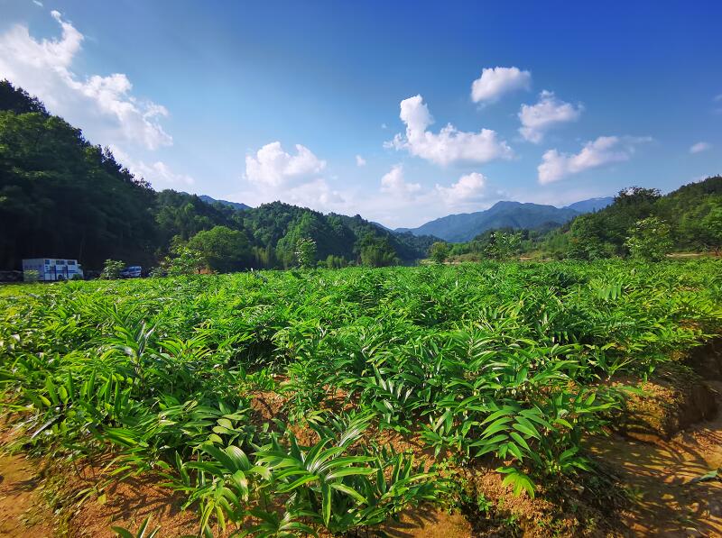 铜鼓黄镜产业基地（李梦丽 摄）