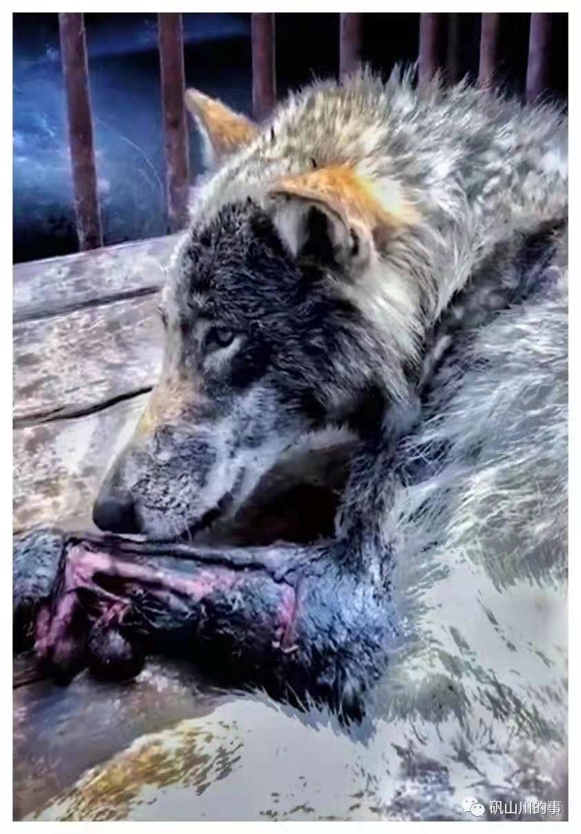 一只草原狼进入河北张家口涿鹿县，已被捕获