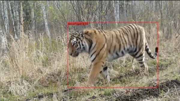 吉林天桥岭再次拍到野生东北虎步伐矫健 凤凰网