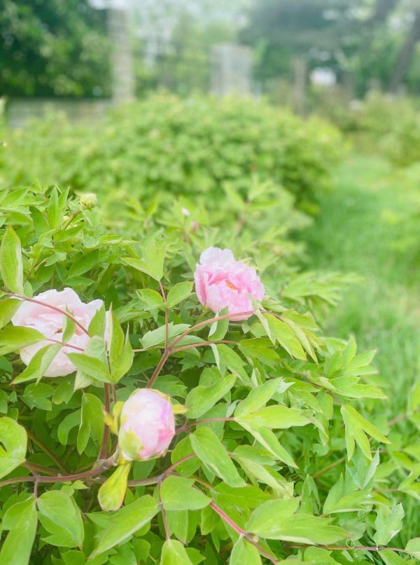 长春牡丹园第一批牡丹花绽放
