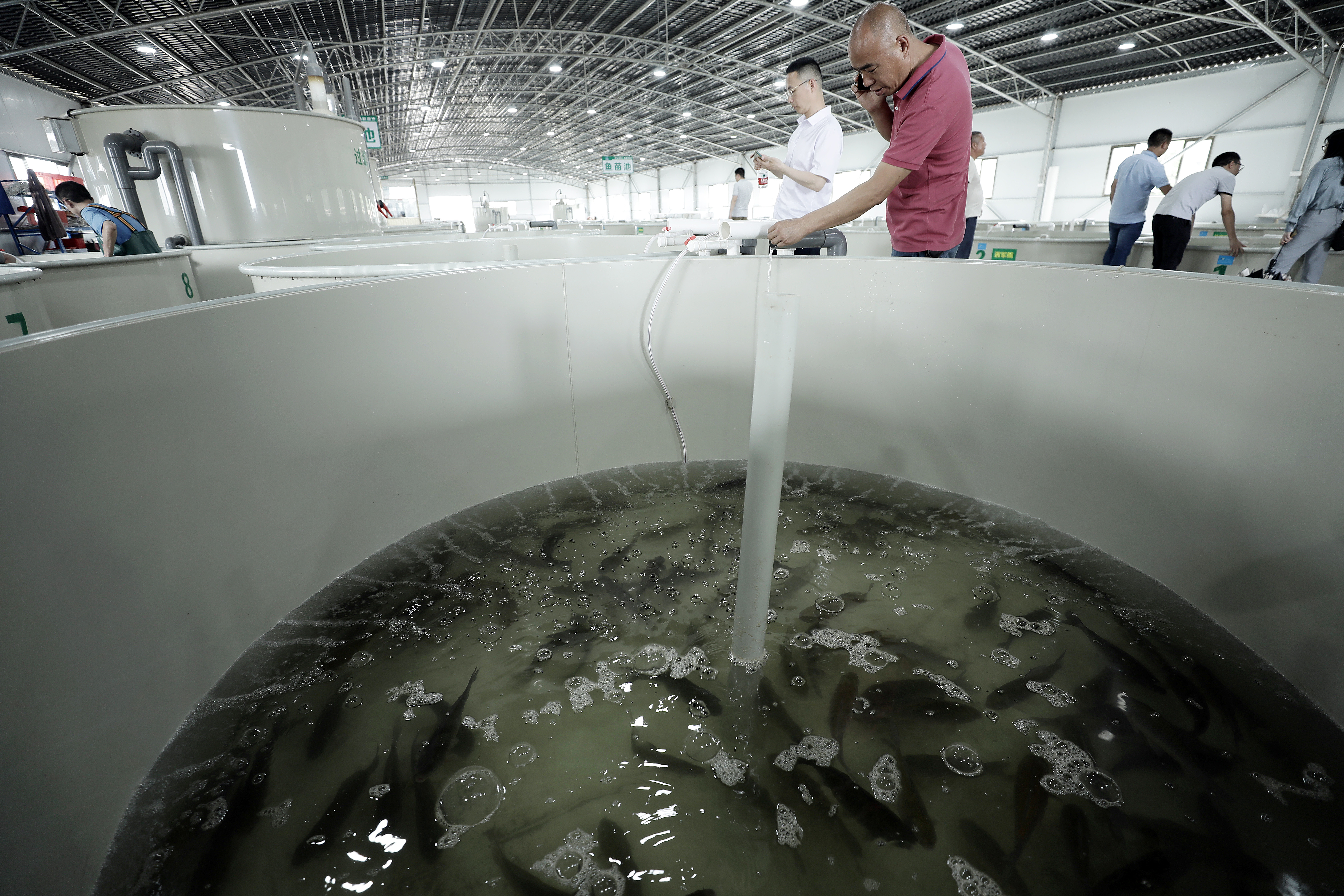 淡水鱼类南沙南繁育种中心首个生产车间投入使用首批出苗4000万尾