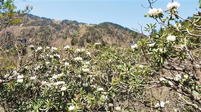 漫山遍野盛开的杜鹃花
