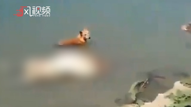 印度政府就恒河浮尸事件发声 要求各邦阻止恒河弃尸行为_凤凰网视频_凤凰网
