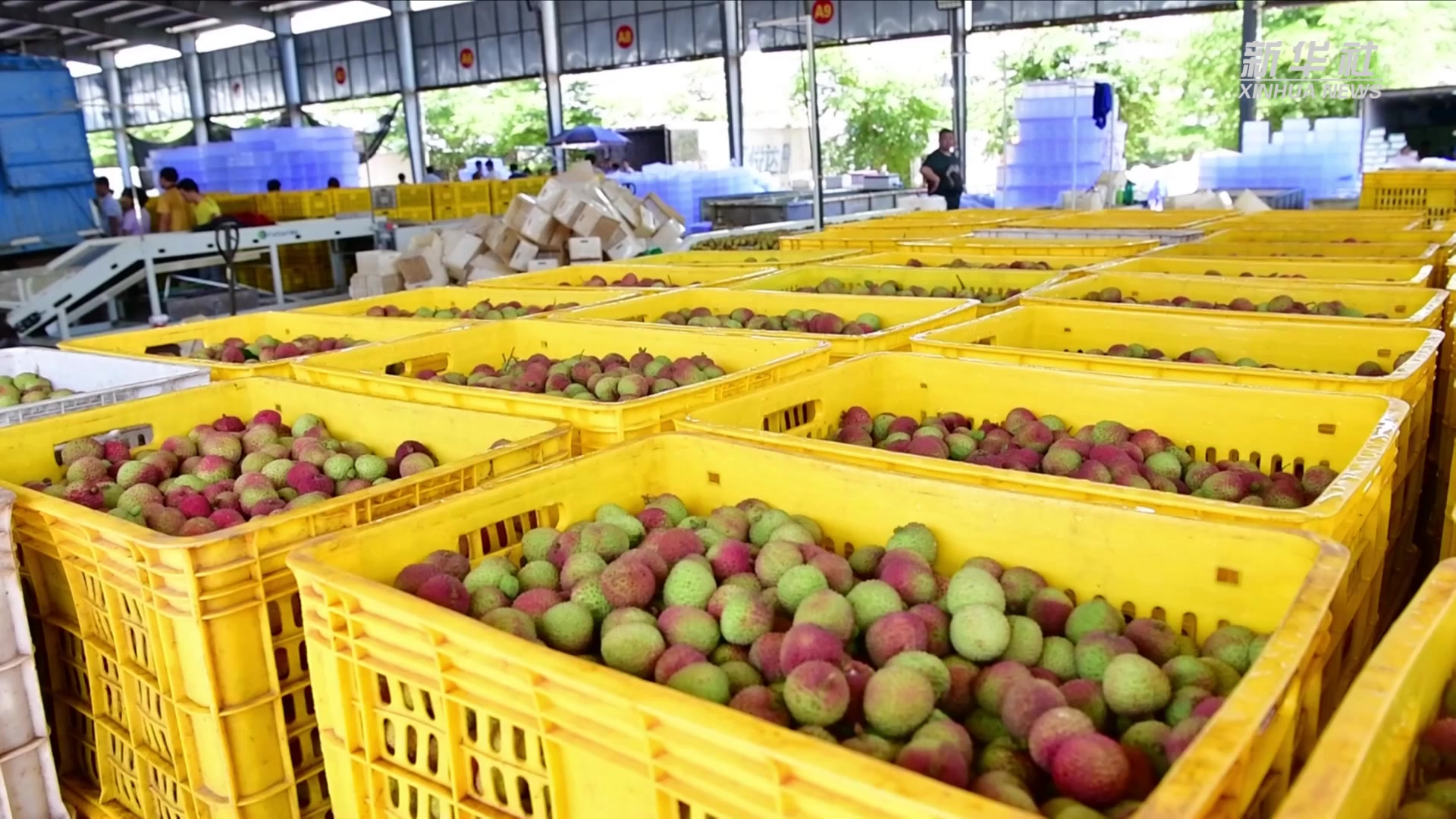 海南特早熟荔枝上市，每斤价格超80元 | 国际果蔬报道