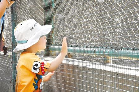 小朋友近距离观察动物