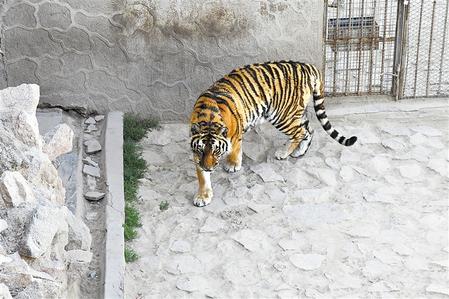 踱步中的东北虎
