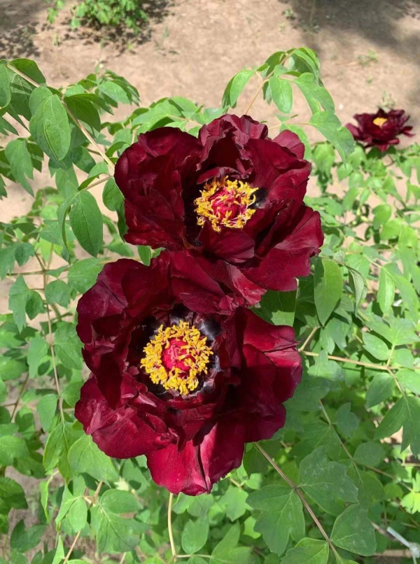 长春牡丹园第一批牡丹花绽放