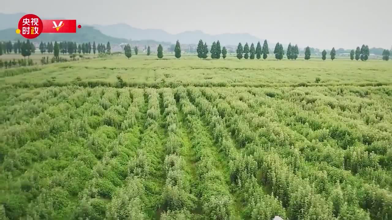 千年艾草香 而今展新颜——走进南阳药益宝艾草制品有限公司