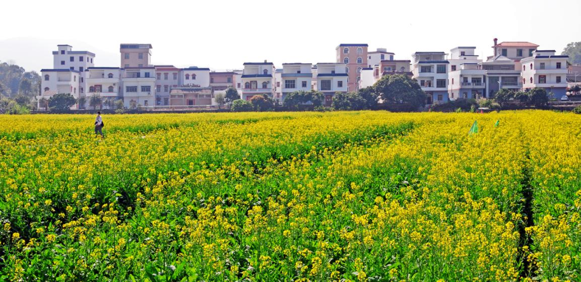 广州花都推进农房管控风貌提升显成效美丽乡村绽放新颜