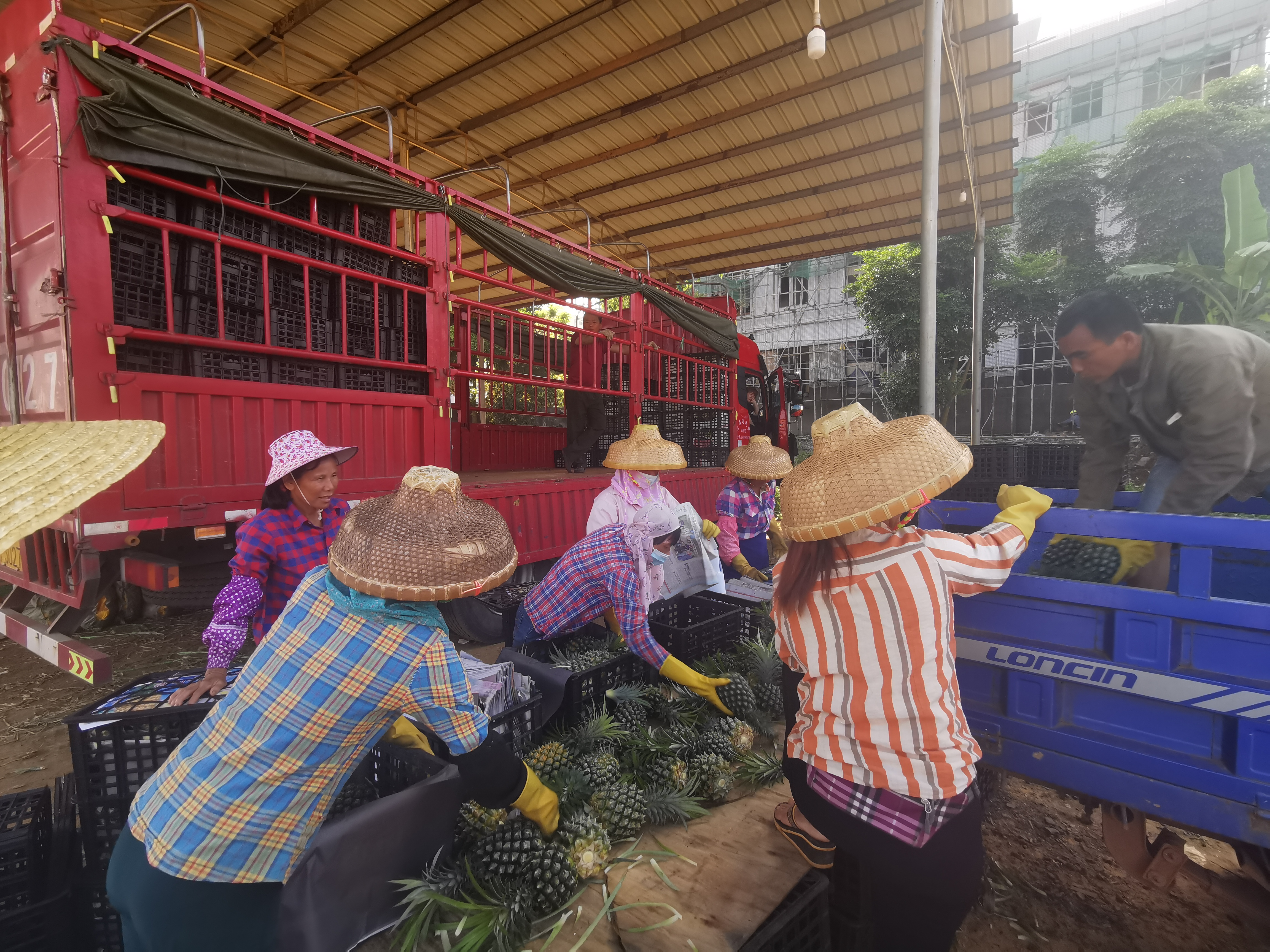 5月8日，菠萝交易市场。工人们在将摘下的菠萝装车。新京报记者 汪畅 摄