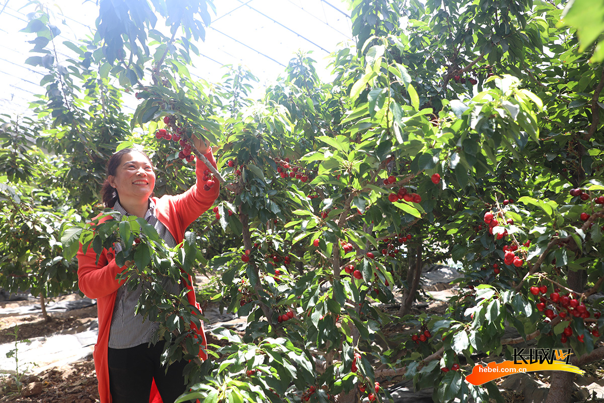 5月17日，丰润区兴富种植农民专业合作社大棚内，果农在管护樱桃树。朱大勇 摄