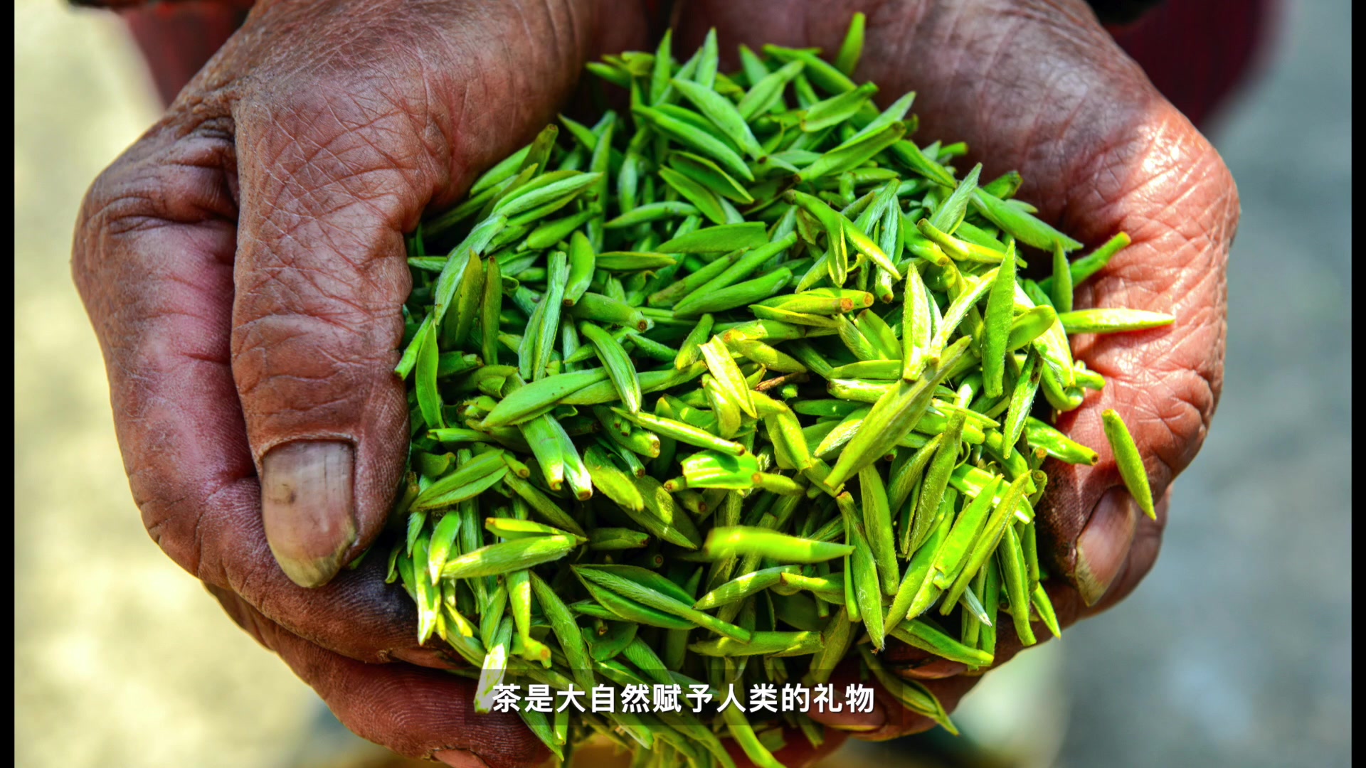 国际茶日|这杯清香，为你而来