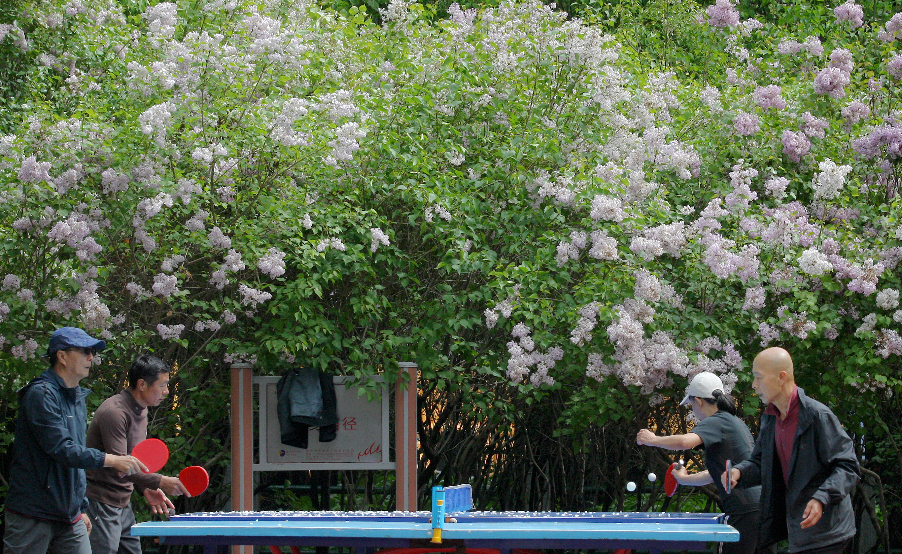 市民在丁香树下健身